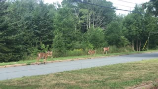 Family of five deer wondering through the subdivision