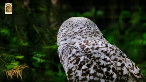 Beautiful Owl's # Beautiful Owl's in Nature 4K