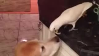 Golden Retriever Shares “Lady And The Tramp” Moment With His Feathered Friend