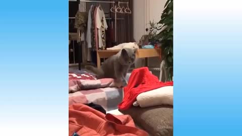 Top Funny Cat Videos Of The Weekly - Try Not To Laugh