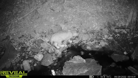 Bears & a bobcat in a creek in San Bernardino NF near Big Bear CA. Tactacam