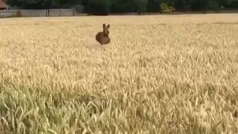 Dog Jump In Grane Field Happy Good Vibes