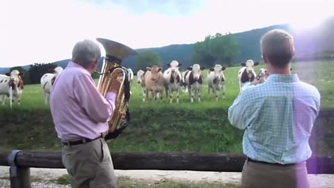 How Animals respond to the Power of Music