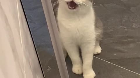 cute cat says hello