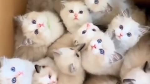 Happiness in one box -all himalayan kittens