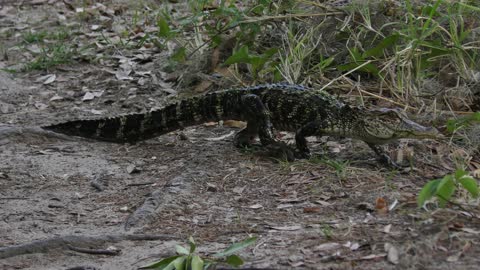 Cute small american alligator walking