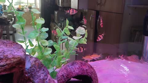 Brazil Heros Severus Gold with Tiger Barb