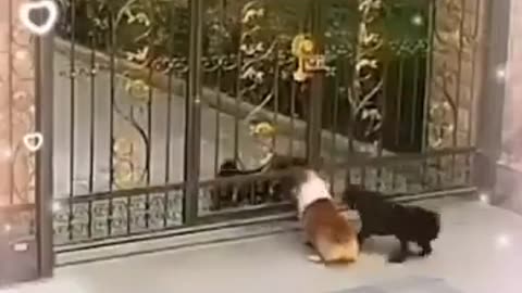 Best Funny Animal Videos Of The 2023 Funny Farm And Wild Animals Videos