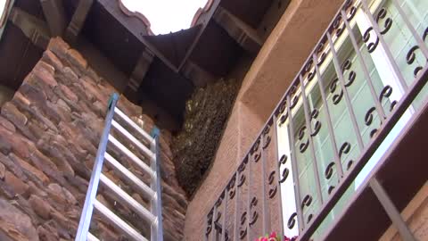 The Beehive Bee and Wasp Removal. Removing bees from under the eave