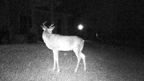 Game Cam Buck Deer Poses Again!