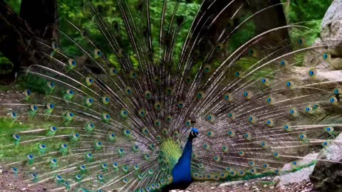 AMAZING WHITE PEACOCK DANCE • BLUE WHITE PIED ...