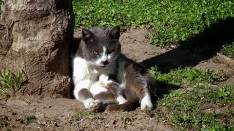 cat having sunbath