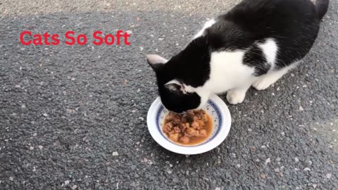 Cat So Soft - Lick funny World