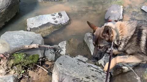 My Sable German Shepherd Wading in the Water!