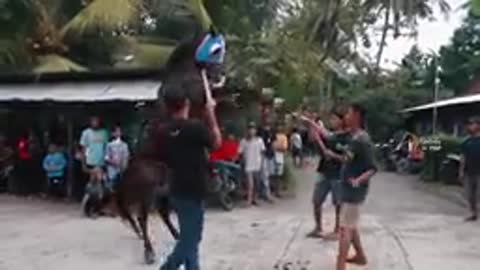 he End of the Prancing Horse Training in Tepus Kulon Village#prancing horse#kudaku on top newest#