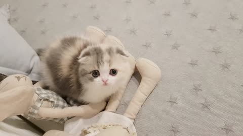 Cute kitten video - short leg cat is so cute
