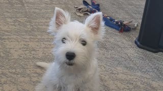 Delightful puppy has a lot to say to her owner