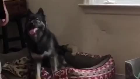 Black dog jumping in and out of dog bed