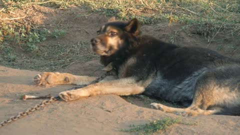 The dog looks at the camera, is surprised and presses his ears. The dog looks sadly at the owner