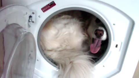 Dog Afraid Of Thunderstorm Hides Inside The Drying Machine