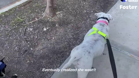 Pittie Who Needed A Muzzle Plays With A Pack Of Dogs Now | The Dodo Foster Diaries