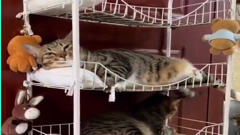 Paws Down! Cute Cat Rumble on Bunker Cots | Cat Nap Showdown"