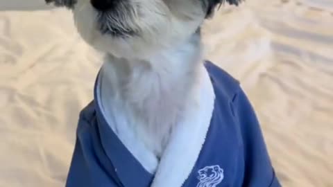 when the resort provides doggy robes。