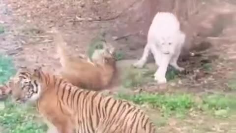 Tiger vs lion white