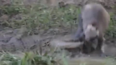 The poor monkey is attacked eaten by the monster crocodile in the water