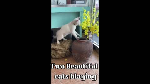 Two Beautiful cats playing