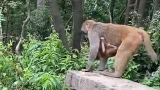 The monkey mother is a bit rude with the baby