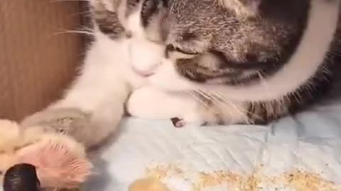 baby chiks turning aroud a cat , Funniest Cats, Best Funny Cat Videos Of This Week #short 34