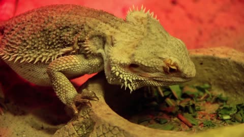 Agama - dragon lizard under infrared lamp