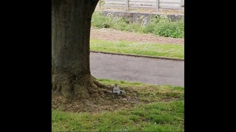 Top funny squirrel videos 2021