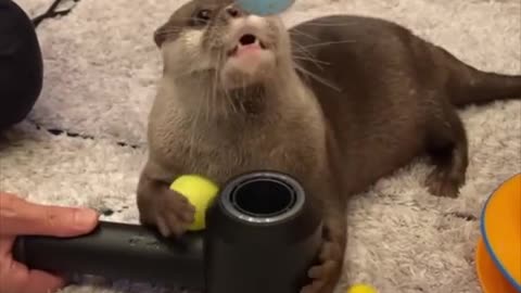 Otter Know Better!
