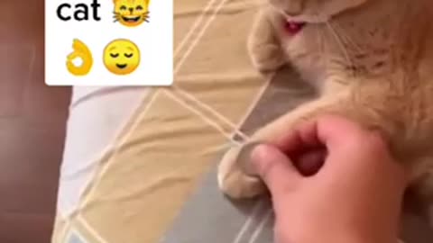 Funny cat videos to make you laugh your but off🐈😹