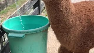 Alpaca Wants to Cool Off