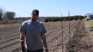 Planting Flowering Pear Trees at Highland Hill Farm