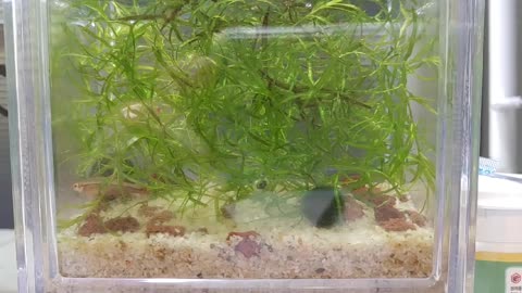 white cloud mountain fish-Aegagropila linnaei-water plant-to raise2