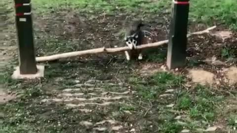 Puppy tries to pass through two blocks holding a long stick