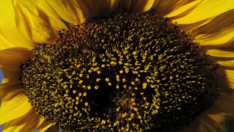 Sunflower time lapse