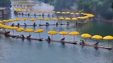 Golden dragon - bamboo rafts along Yulong river