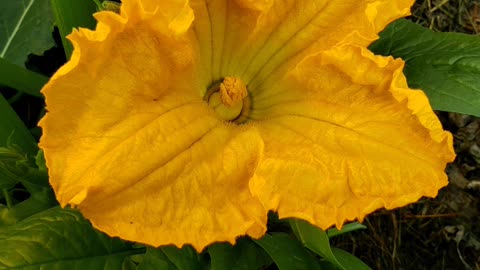 Krispy fried zucchini flower