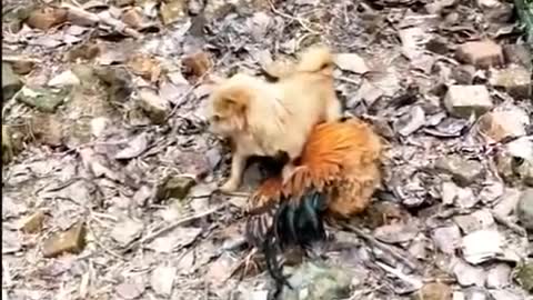 Angry Chicken VS Dog Fight - Funny Dog Fight Videos