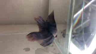 Paradise Betta