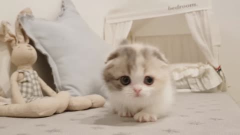 cute kitten videos short leg cat| india-usa