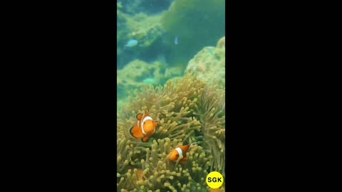Clownfish dancing in the coral reef is beautiful and mesmerizing