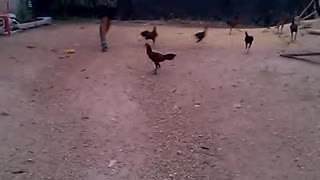 The Running of the Chickens