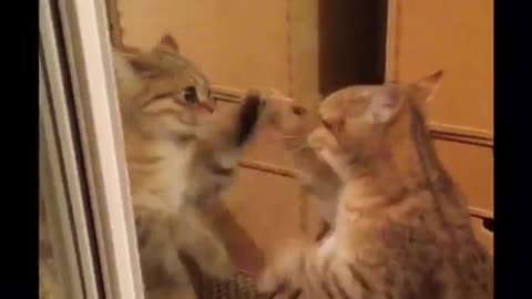 Kitten just can’t stop dancing when she sees her reflection!