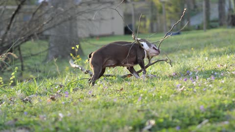 Silly dog plays fetch with a huge tree branch.